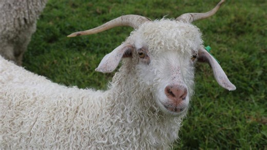 It looked like 18 goats had been shot - they were actually savaged by dogs