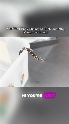 #snakes #snakediscovery #disneyworld