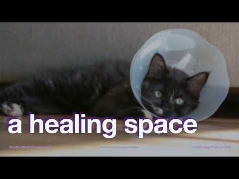 Bumbling into BeeWare: From typo-fix to core developer - Kattni - 2026