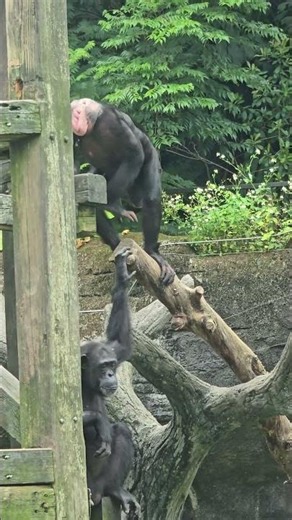 Chimpanzee/Pan troglodytes/Taipei Zoo