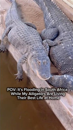 POV: It’s Flooding in South Africa While My Alligators Are Living Their Best Life at Home #shorts