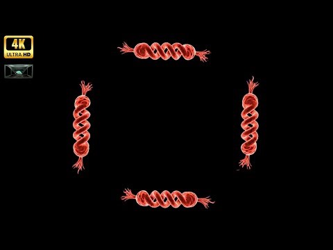 PYRAMID HOLOGRAM MICROSCOPY: COMMON BACTERIA UP CLOSE IN 4-SIDED 3D! (SCIENTIFIC)