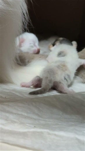 Newborn kittens returned home. The kitten meows.
