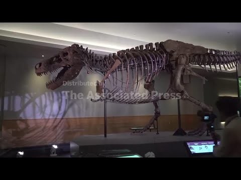 Why meat-eating dinosaurs like T. rex evolved to have tiny arms