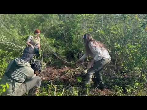 18 foot python on 70 eggs down in the Everglades