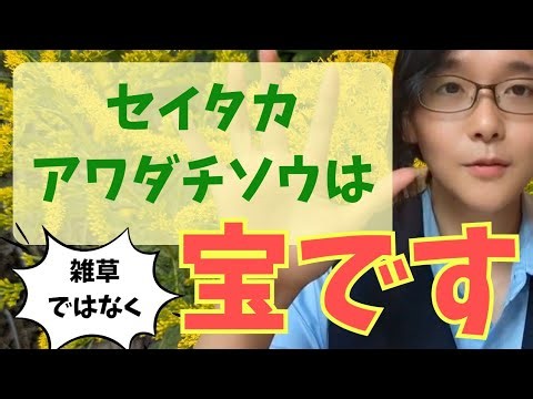 セイタカアワダチソウは雑草ではなく「宝」です🌿✨️収穫方法、活用方法、注意事項まで徹底解説🌿#セイタカアワダチソウ#薬草 