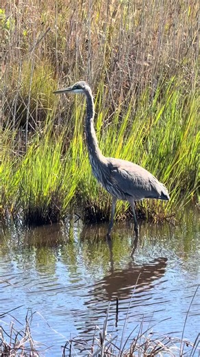 Great Blue Heron. Cape Henlopen State Park. #greatblueheron #heron #capehenlopenstatepark #delawarebirding