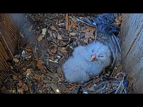 Clear Daylight View Of The One-Week-Old Barred Owlets In Indiana | April 20, 2027