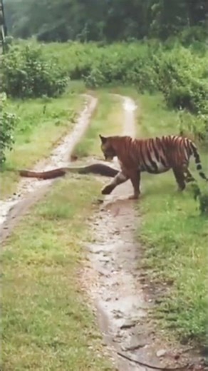 tiger meets python