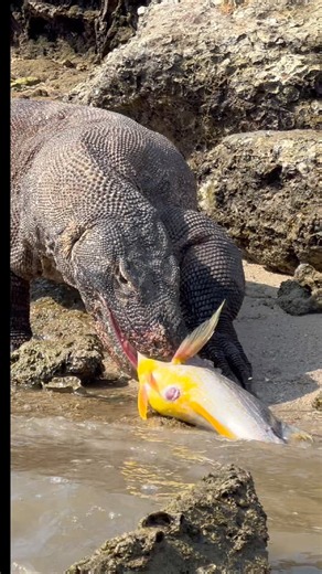the ferocity of a Komodo dragon when it gets a fish carcass