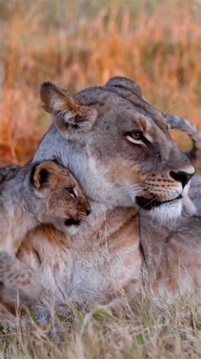 #spring #babyanimals #knowledgenetwork