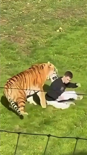 Tiger Killed a Man at Yorkshire Wildlife Park