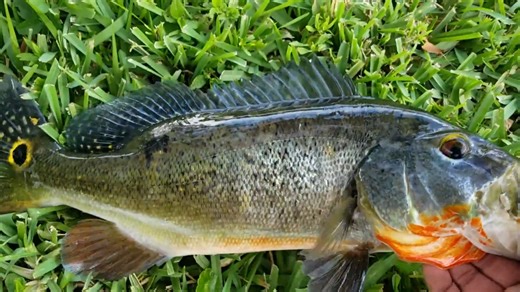 What happens when a snakehead explodes out of the water and refuses to give up