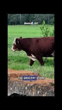 More foreign beef aimed at lowering grocery prices alarms Florida farmers