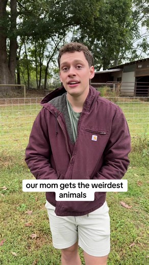 it’s a… unique looking… chicken… #farm #chicken #awkward | chickens