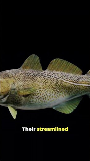 The Atlantic cod - a key species of Canada’s eastern oceans. #canadianwaters #naturereels