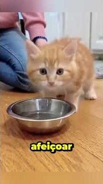 🐱💖🐦 "O Gatinho e os Pássaros: Uma História de Amor e Coragem Inesperados" 🦅✨ #curtas #animais #viral