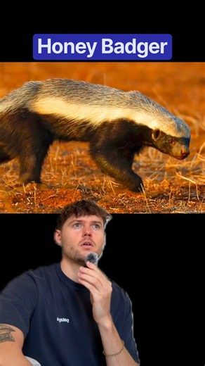 Honey Badger venom resistance 🦡 #honeybadger