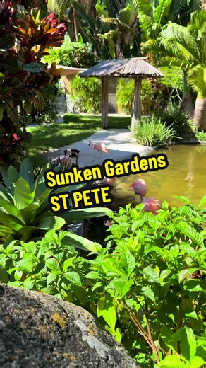 Sunken Gardens in St. Pete, Florida. It's a hidden gem. This garden is over 100 years old. A tropical paradise full of plants, flowers, koi, and flamingos. #gardens #stpete #florida #visitflorida #sunkengardens