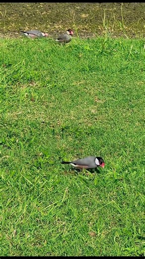 Cute Java Sparrow Family Pecking in the Sun ❤️🐦☀️ March 29, 2026