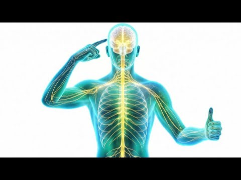 How tf does the nervous system work?