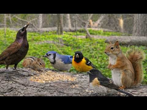 Cat TV Birds No Ads - High Contrast Birds & Squirrels for Pets to Watch and Enjoy 4K
