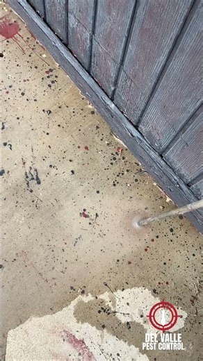 Seeing Termites Means This