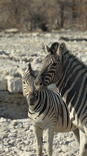 Zebras and kudus in the Etosha National Park, Namibia.