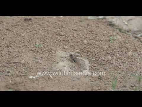 A bustling ant colony in the wilderness orchard area of New Delhi.