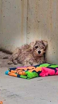 Trembling Stray Pup Just Needed Someone to Love Him ❤️ @lauraaa_nic