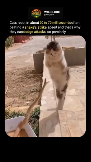 this is why cats can dodge snake attacks 😳 #shorts