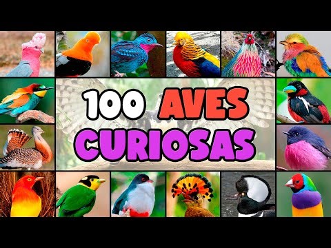 100 Nombres de Aves Exóticas con Características Únicas
