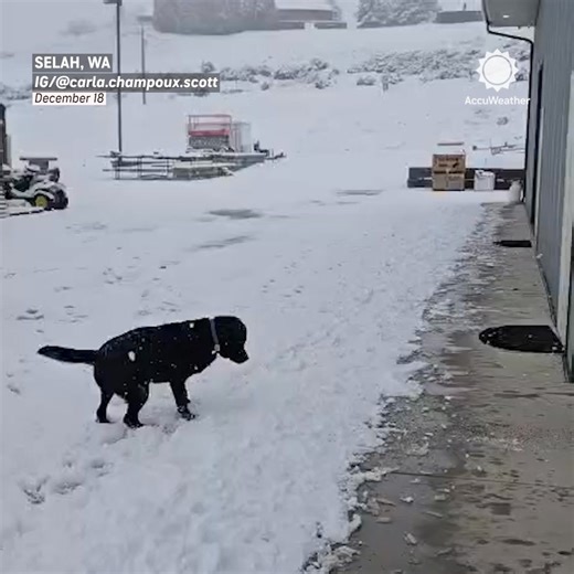 Who has four paws and is excited for a snow day? 🐶☃️ | AccuWeather