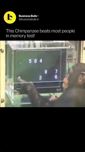 Business Bulls | AI on Instagram: "This chimpanzee demonstrates cognitive abilities that can exceed human performance in specific memory tasks. In controlled experiments, chimpanzees are briefly shown a set of numbers on a screen and are able to memorize their exact positions almost instantaneously. After the numbers disappear, they can accurately recall the correct sequence and placement—often with a level of speed and precision that humans find difficult to match, even with training. Researche