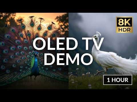 8K HDR OLED TV Demo: Majestic Peacock Dance & Display (1 Hour) - Ultra HD