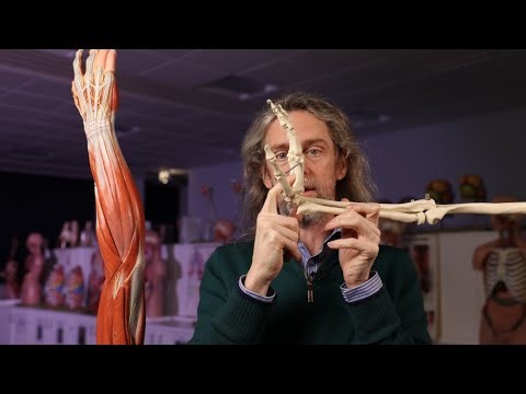 Origins and insertions of wrist muscles