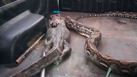 What did this python eat?
