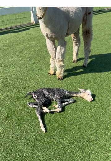Sometimes life surprises you with the best gifts. Watching Clover grow has been one of them 🤍 Then & now🦙 #alpacasoftiktok #alpacas #babyanimals #thenandnow #animallovers