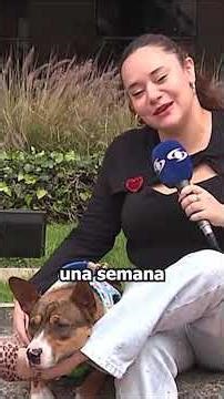 Diciembre es el mes donde aumentan los casos de abandono de animales