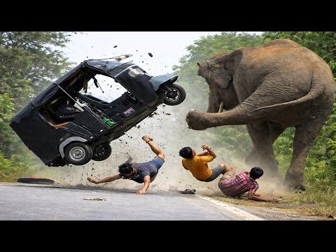 Sires Of Top 5 Wild Elephant Attack To TUK TUK 2025 New.