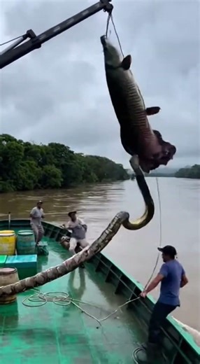 “SNAKE!! RUN!” Python Attacks the Hanging Arapaima 🐍