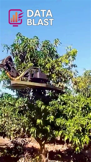 Mango Tree Pruning Secret 🌳 Get More Fruits Easily #shorts