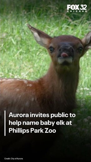 Aurora invites public to help name baby elk at Phillips Park Zoo