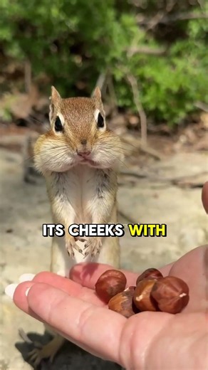 Tiny Chipmunk Stuffs Its Cheeks With Nuts in Seconds! 🐿️🥜 #shorts