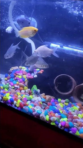 Oscar Cichlid Tank Partition | Aggression Control DIY Solution