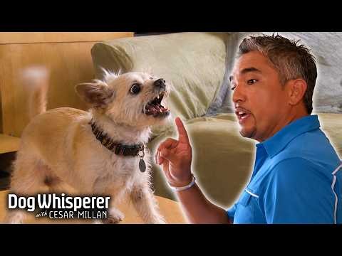 Calming Down Dogs Who Won't Stop Barking | Season 5 Episodes 5&6