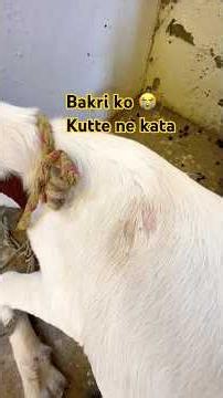 Goat Daily Vlog | Boer Goat Farm Routine | Daily Goat Farming in India 🐐