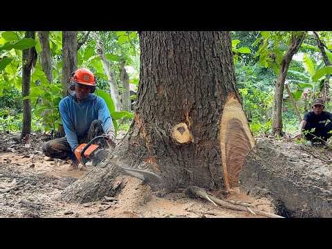 3 Challenges: Old, Leaning, and Stormy Felling vs Stihl ms881.