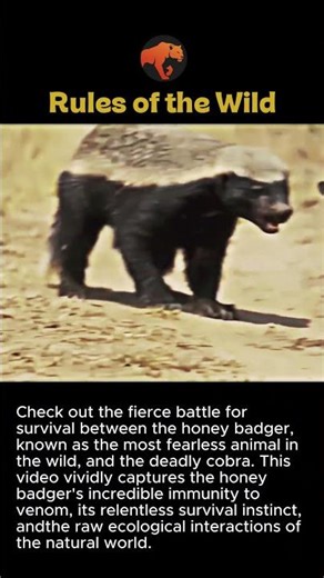 Honey Badger vs. Cobra: Battle for Survival #worker #process #wildlife #nature #animal