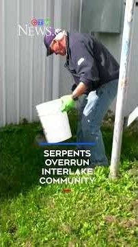 Snakes overrunning Manitoba community